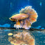 Feather Tail Yellow Mustard King neon - Male Betta M56