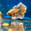 Feather Tail Yellow Mustard King neon - Male Betta M56