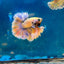 Feather Tail Yellow Mustard King neon - Male Betta M56