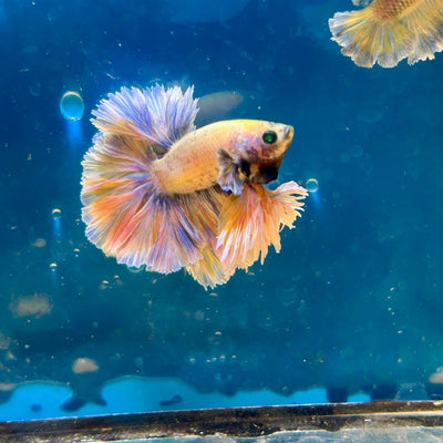 Feather Tail Yellow Mustard King neon - Male Betta M56