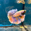 Feather Tail Yellow Mustard King neon - Male Betta M56