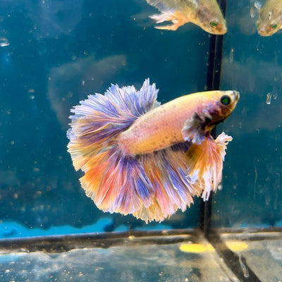 Feather Tail Yellow Mustard King neon - Male Betta M56