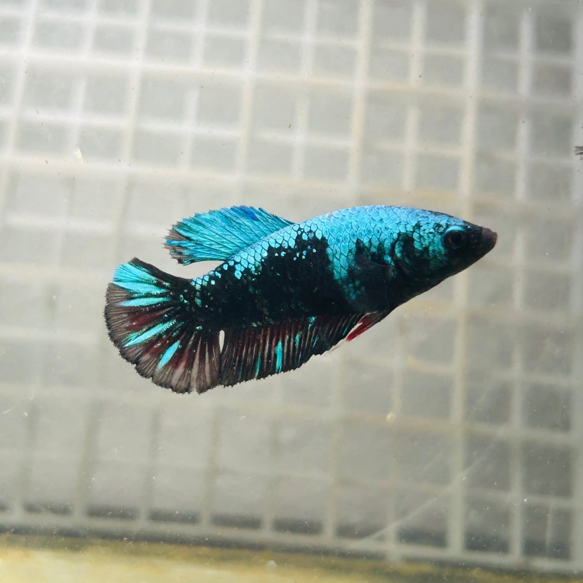 Female Betta Avarta Green Plakat A67