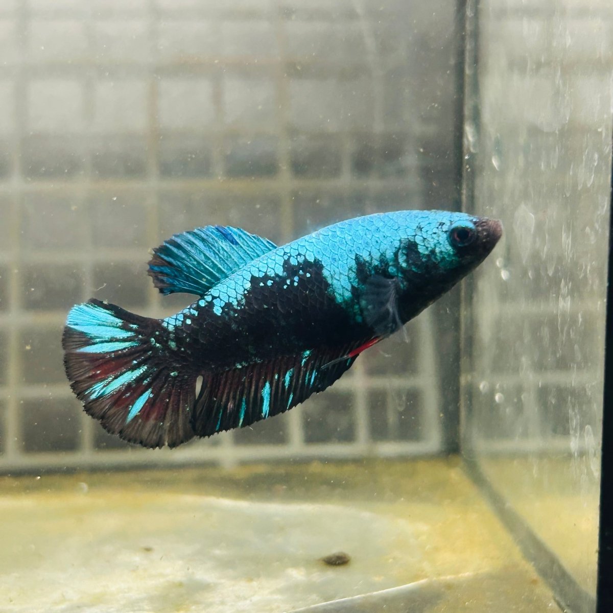 Female Betta Avarta Green Plakat A67