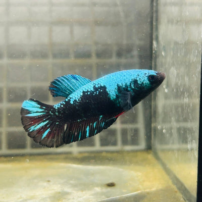 Female Betta Avarta Green Plakat A67