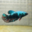 Female Betta Avarta Green Plakat A67