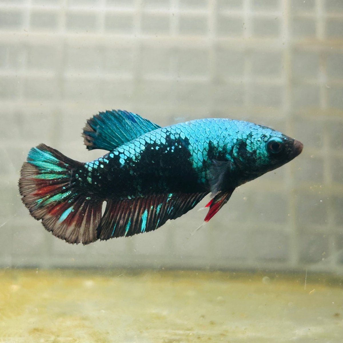 Female Betta Avarta Green Plakat A67