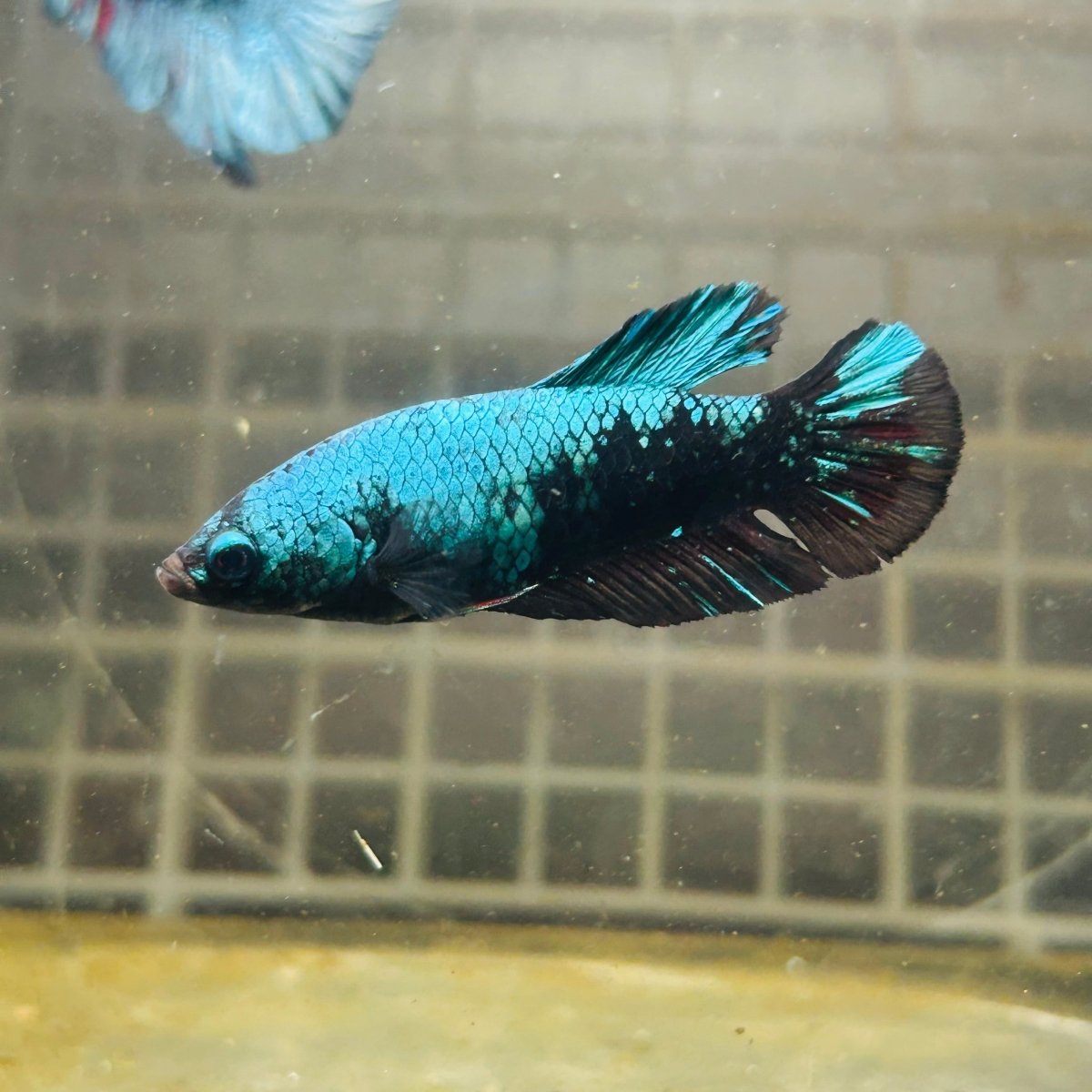 Female Betta Avarta Green Plakat A67