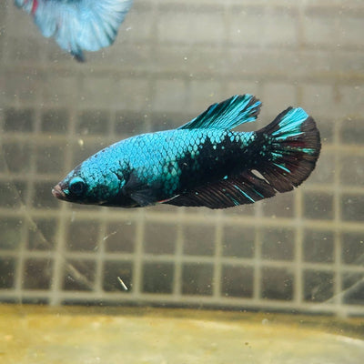 Female Betta Avarta Green Plakat A67