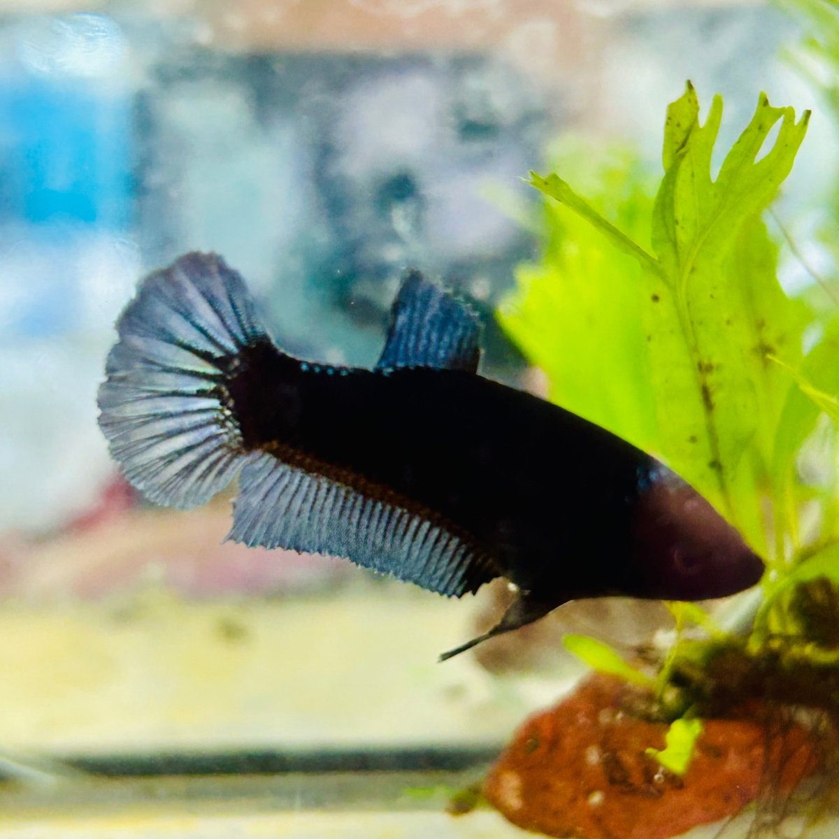 Female Betta Black Light Plakat 095