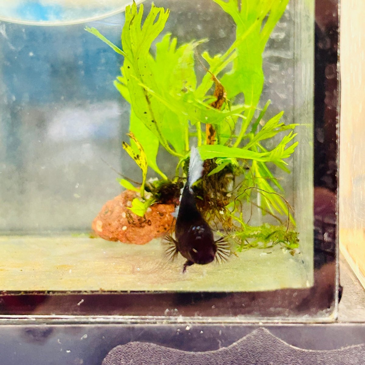 Female Betta Black Light Plakat 095