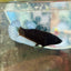 Female Betta Black Light Plakat 095