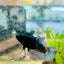Female Betta Black Light Plakat 095