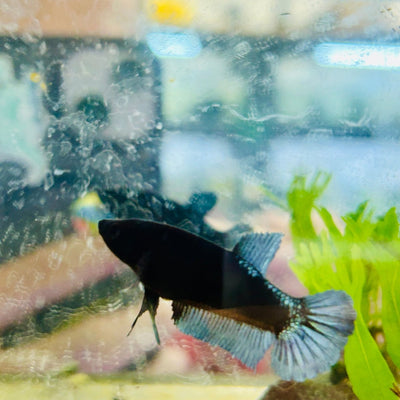 Female Betta Black Light Plakat 095