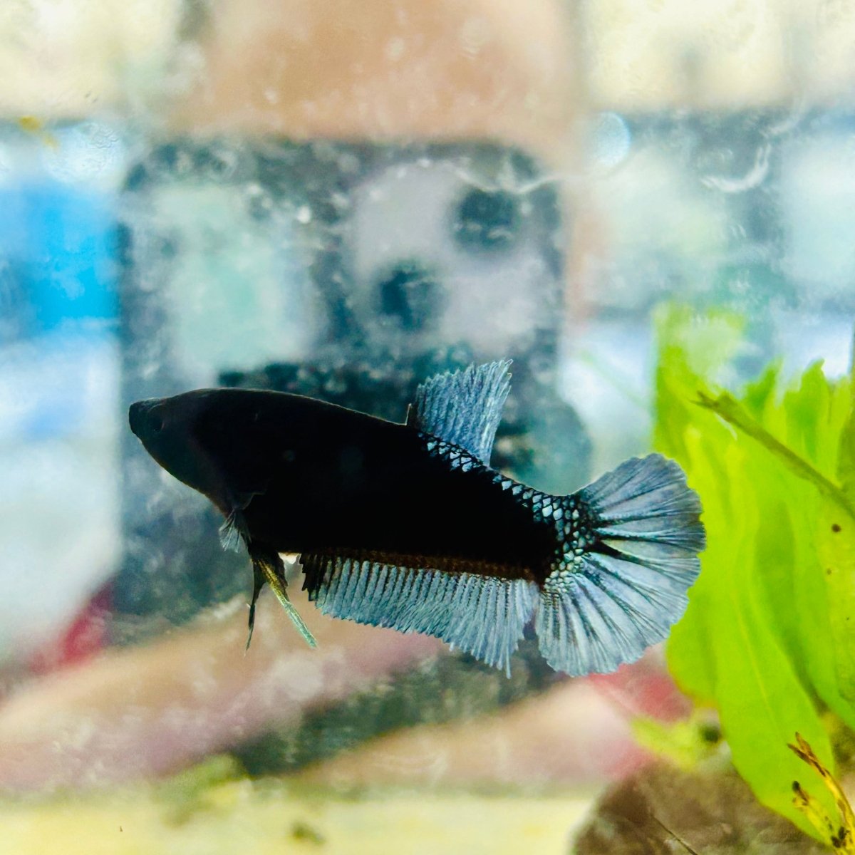 Female Betta Black Light Plakat 095
