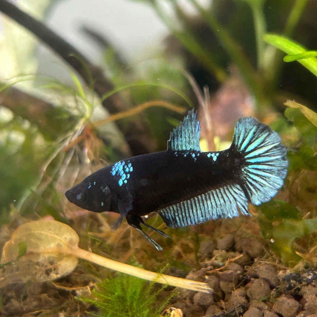 Female Betta Black Light Plakat UNS20
