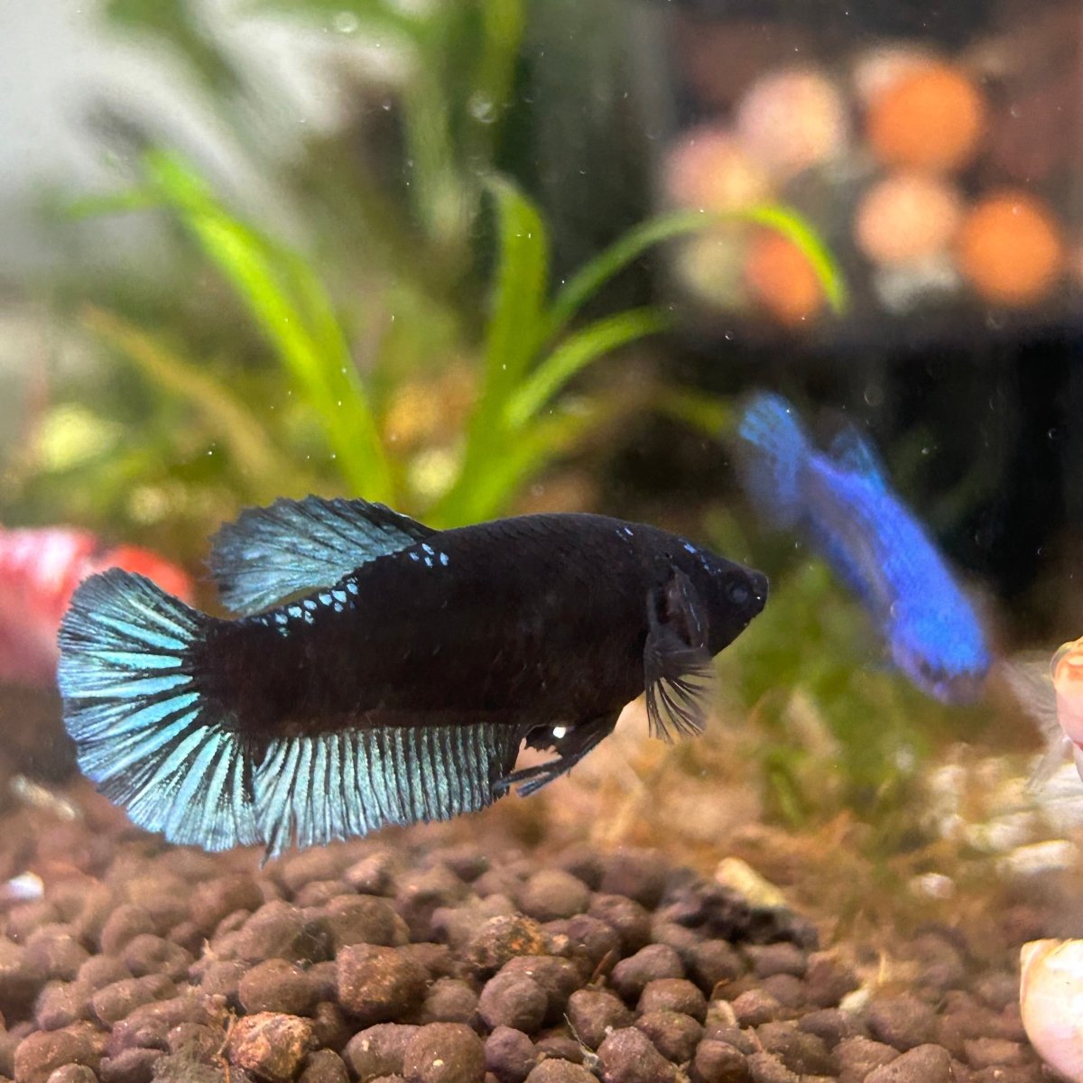 Female Betta Black Light Plakat UNS20