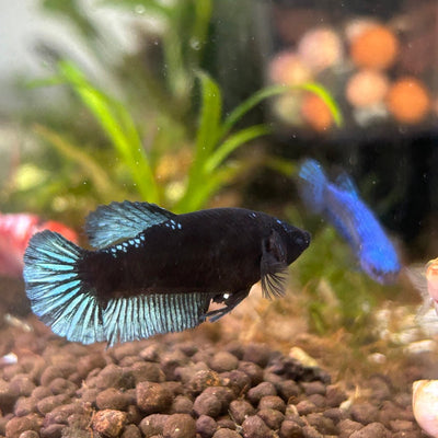 Female Betta Black Light Plakat UNS20