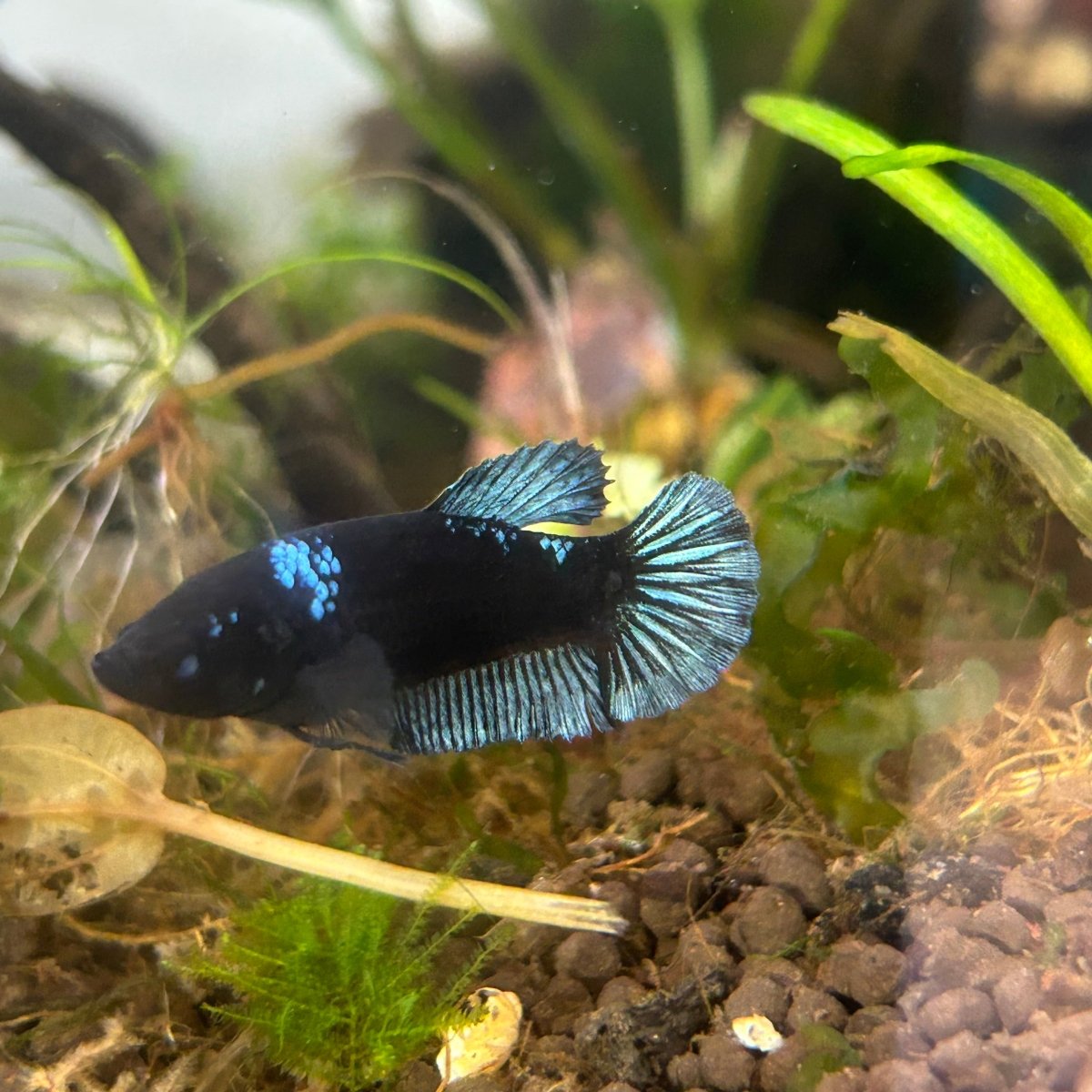 Female Betta Black Light Plakat #095 - JustFishyThing
