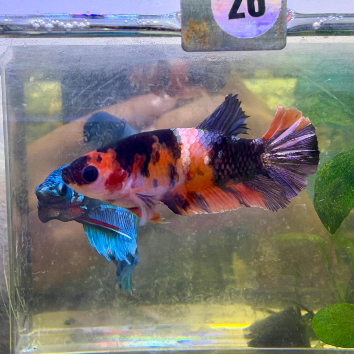 Female Betta Black Nemo Copper Koi Plakat #026