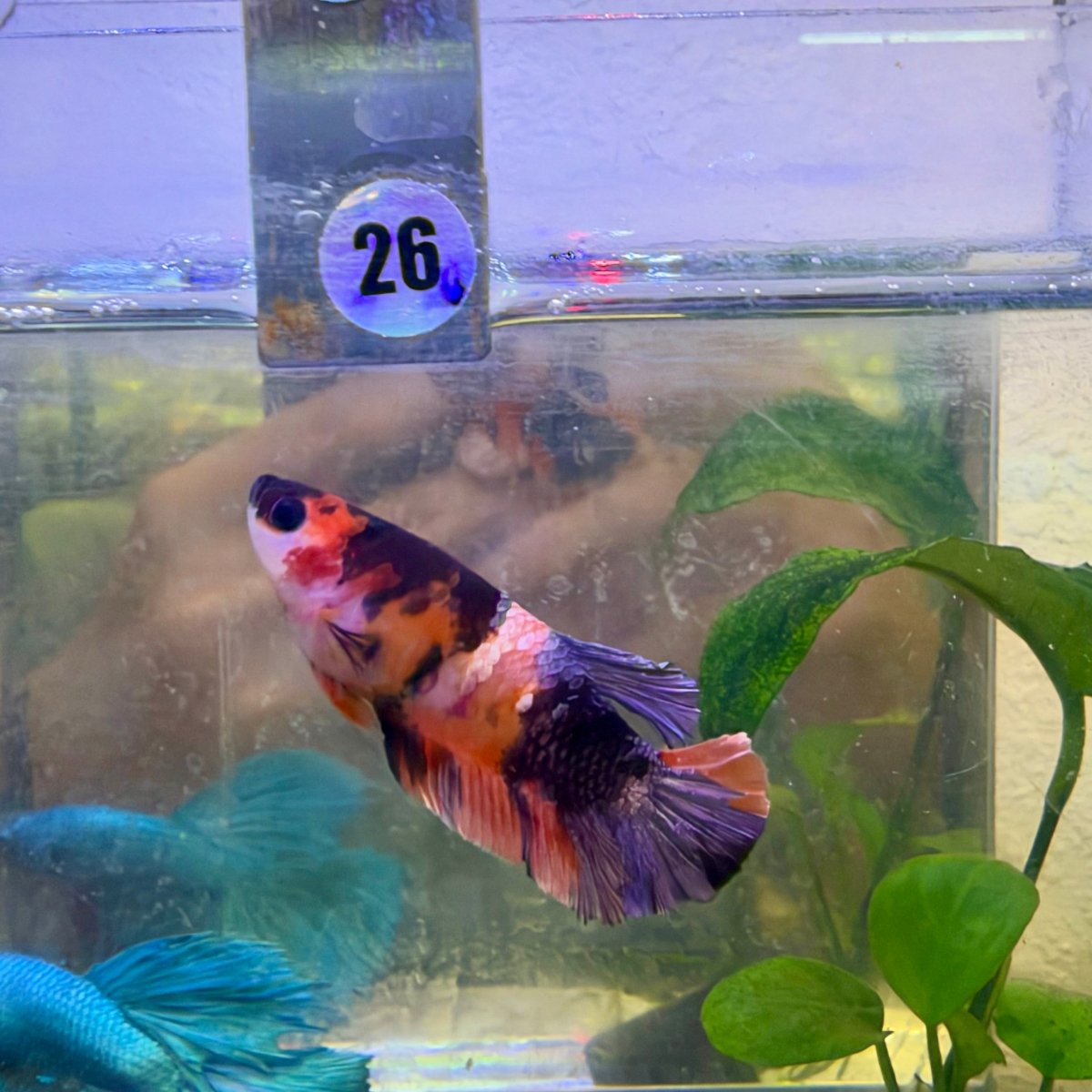 Female Betta Black Nemo Copper Koi Plakat #026
