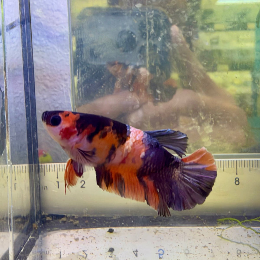Female Betta Black Nemo Copper Koi Plakat #026 Female betta