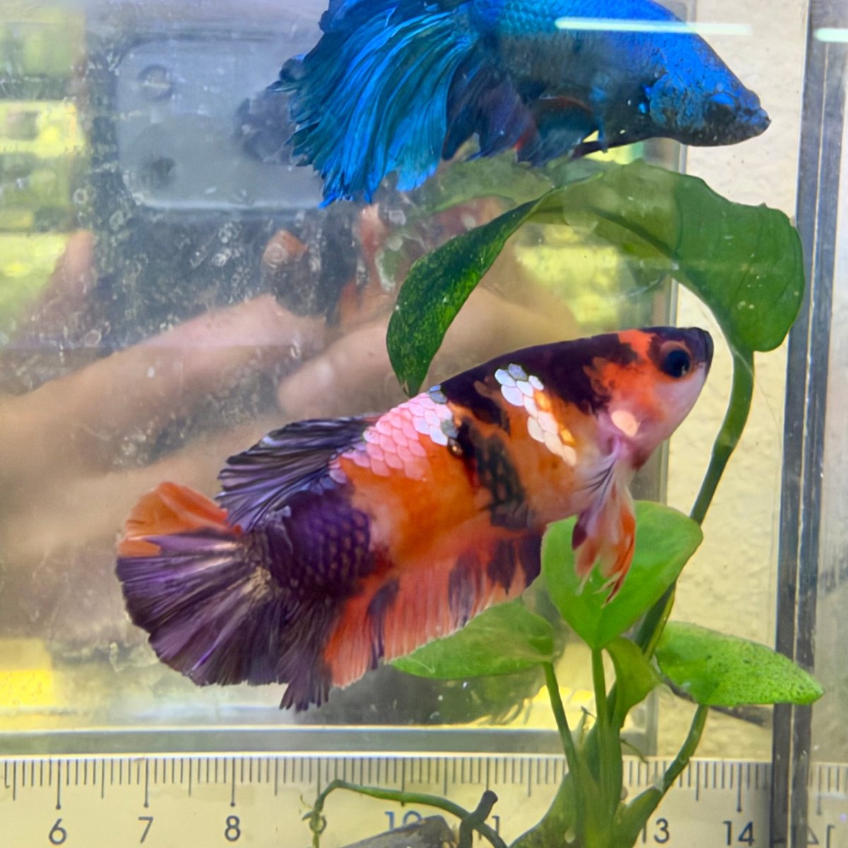 Female Betta Black Nemo Copper Koi Plakat #026