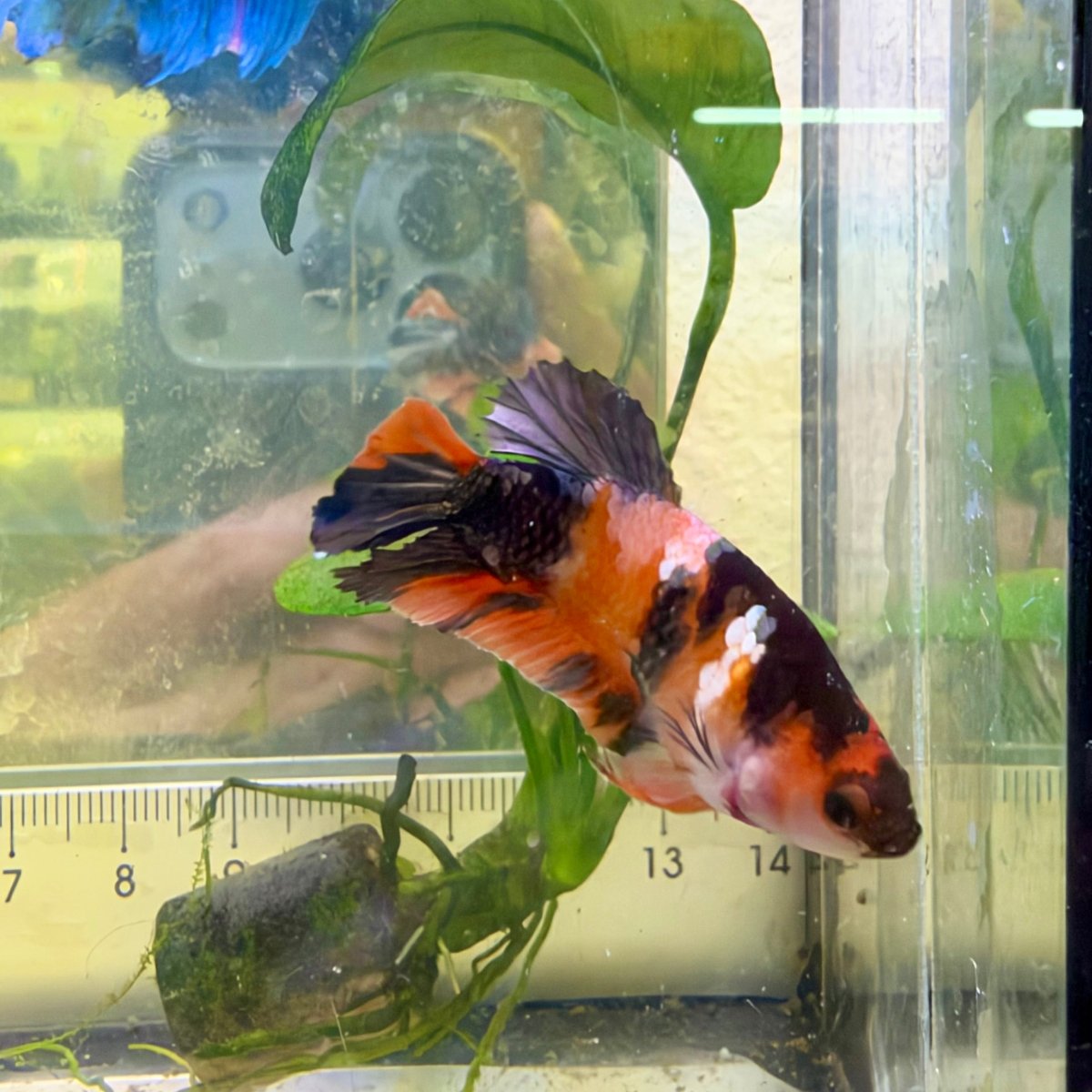 Female Betta Black Nemo Copper Koi Plakat #026