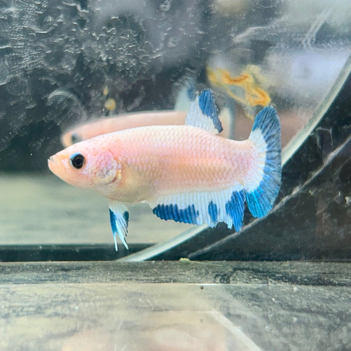 Female Betta Blue Rim Plakat 020