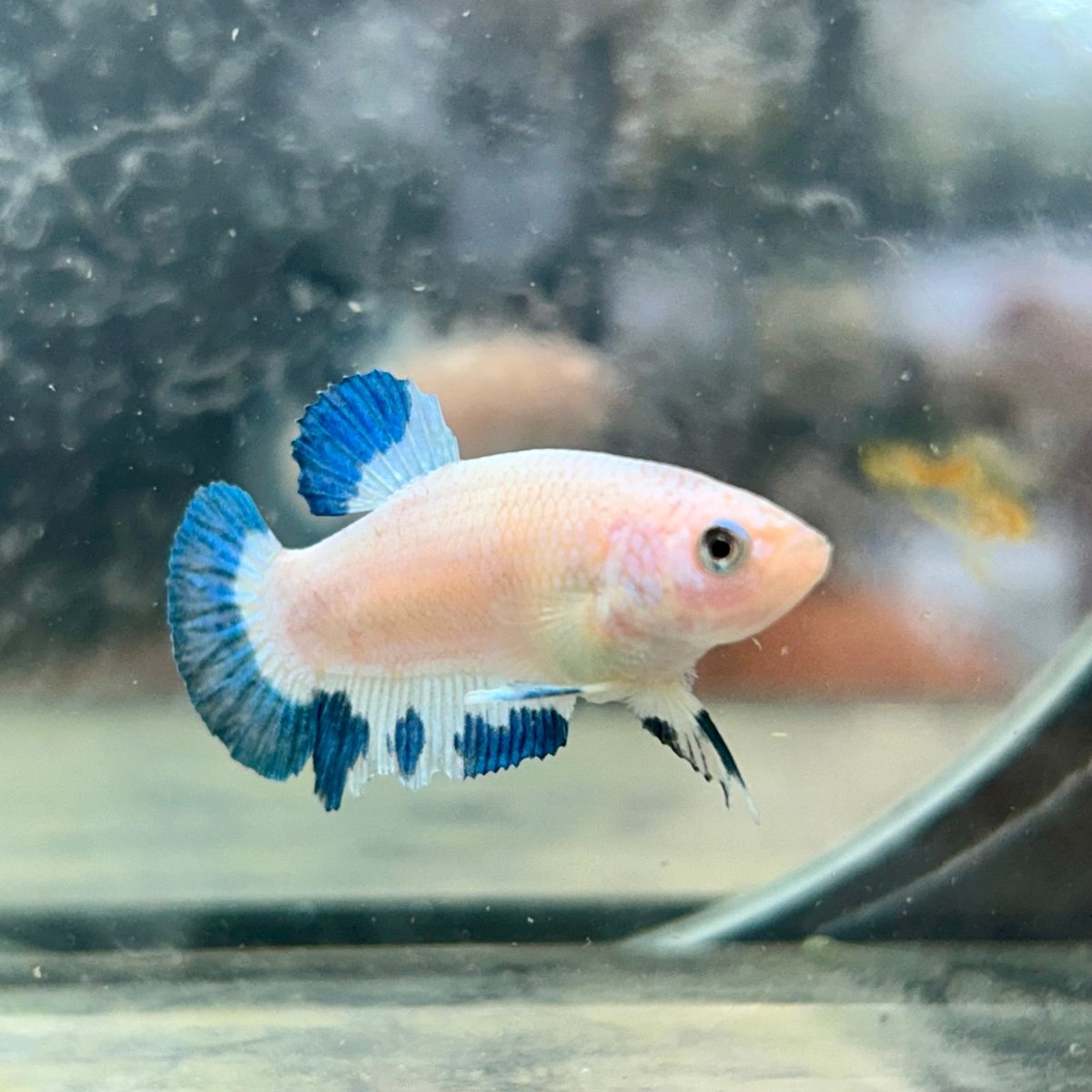 Female Betta Blue Rim Plakat 020