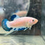 Female Betta Blue Rim Plakat 020