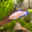 Female Betta Blue Rim Plakat 112
