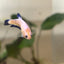Female Betta Blue Rim Plakat 112