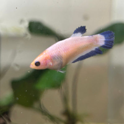 Female Betta Blue Rim Plakat 112
