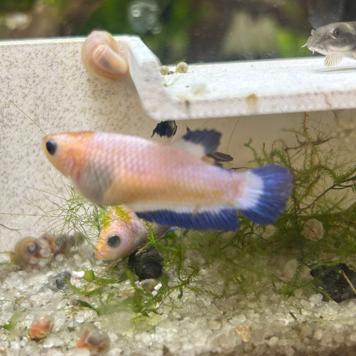 Female Betta Blue Rim Plakat 112
