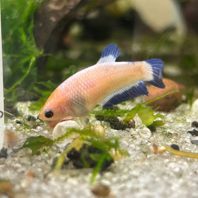 Female Betta Blue Rim Plakat 168
