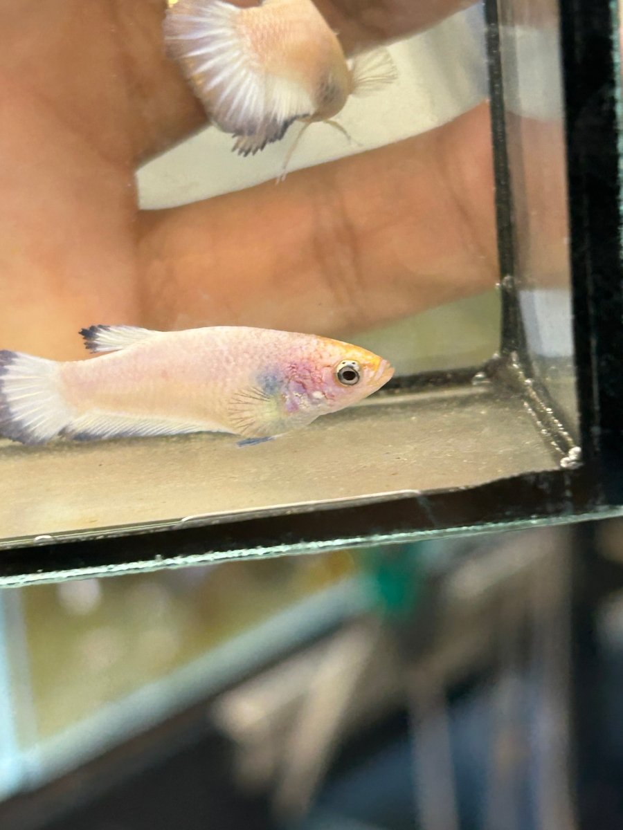 Female Betta Blue Rim Plakat