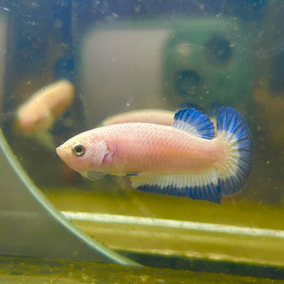Female Betta Blue Rim Plakat