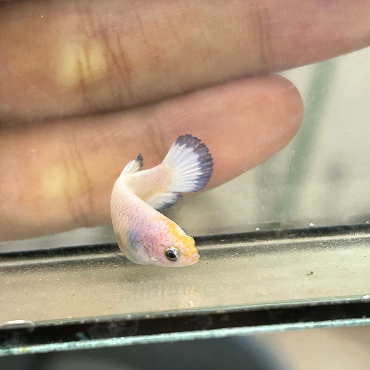 Female Betta Blue Rim Plakat