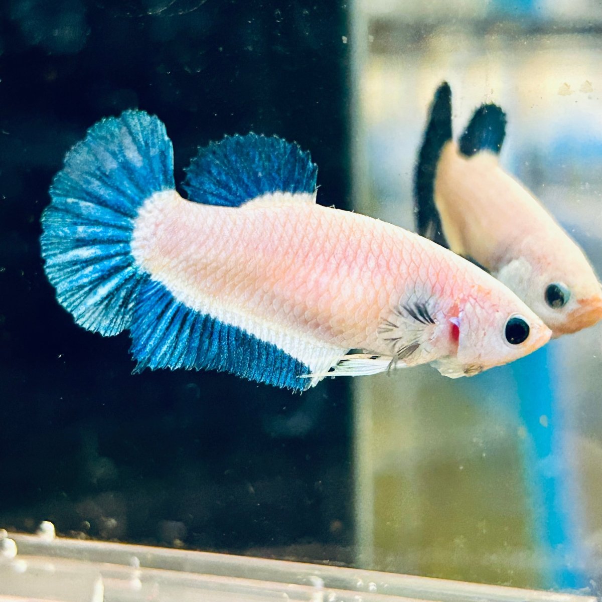 Female Betta Blue Rim Plakat