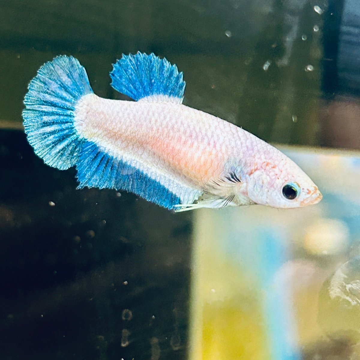 Female Betta Blue Rim Plakat