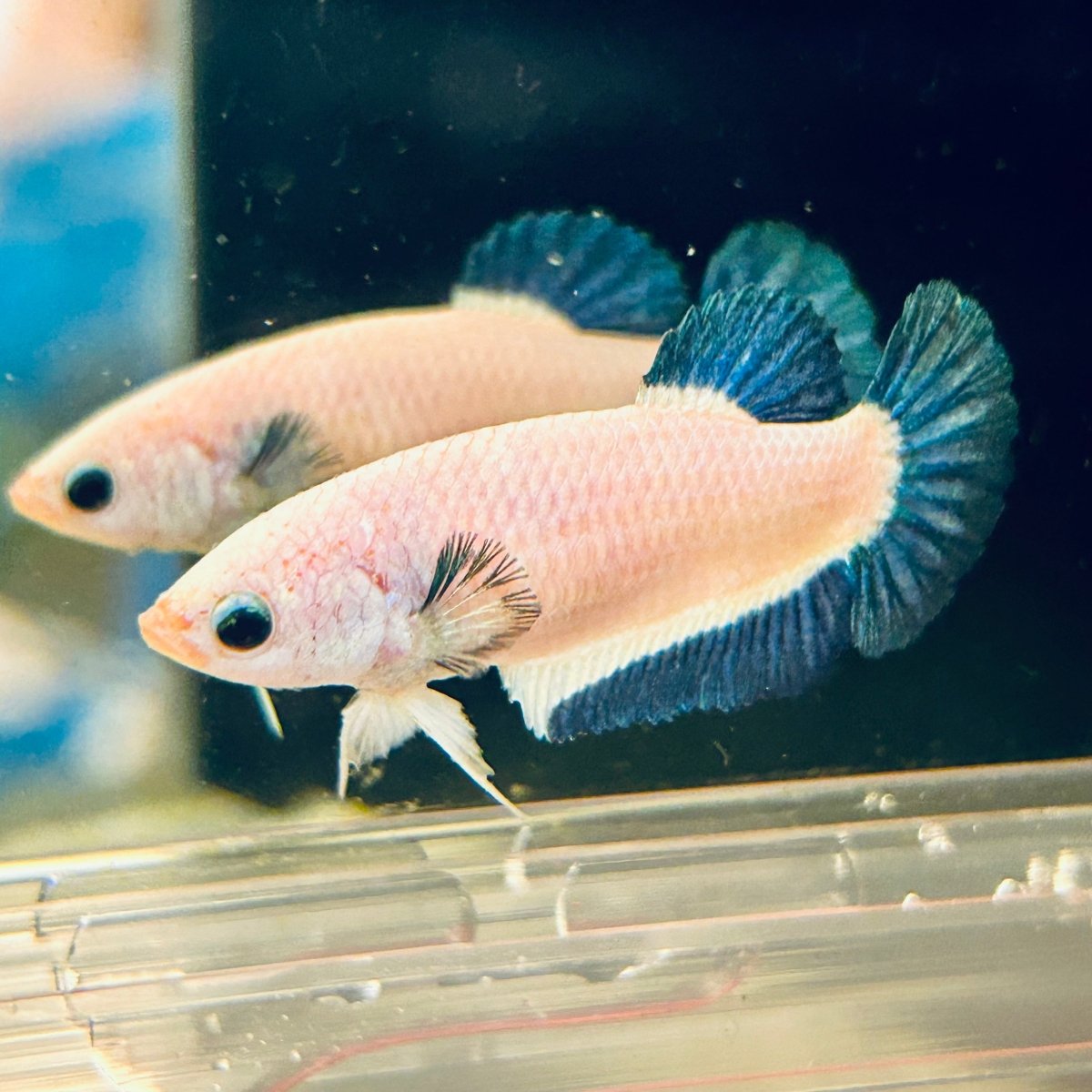 Female Betta Blue Rim Plakat