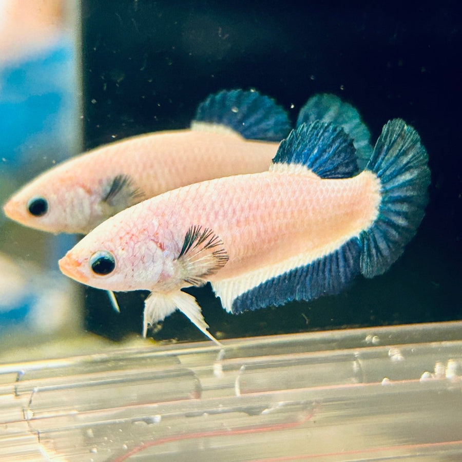 Female Betta Blue Rim Plakat Female betta