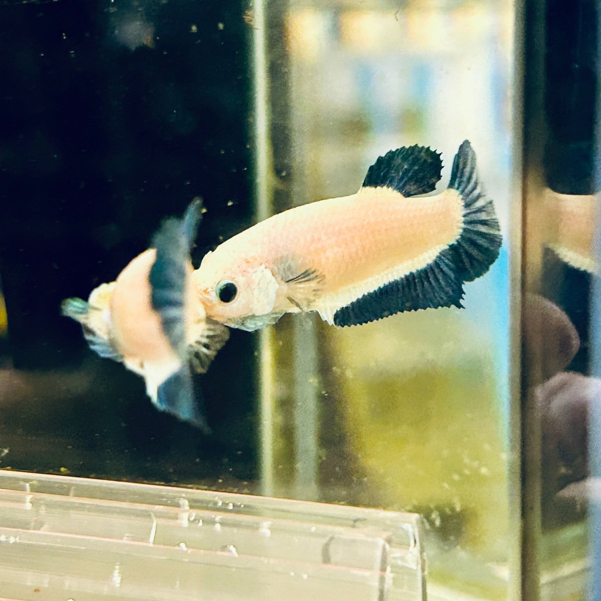 Female Betta Blue Rim Plakat