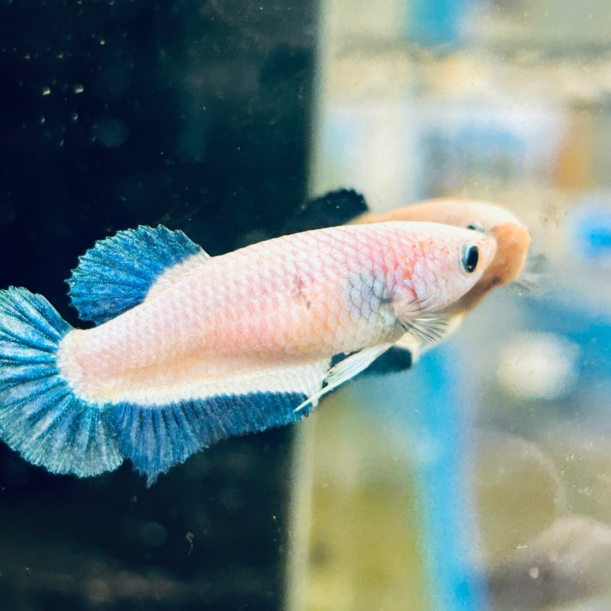 Female Betta Blue Rim Plakat