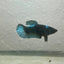 Female Betta Fish Black Light Plakat 052