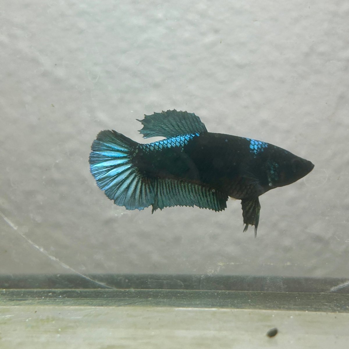 Female Betta Fish Black Light Plakat 052