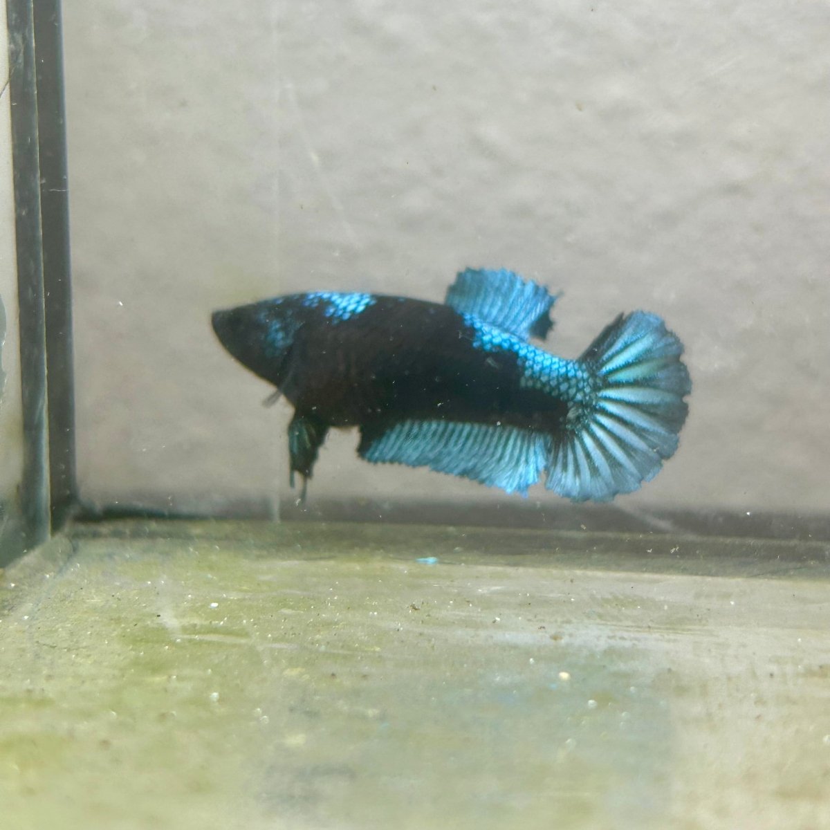 Female Betta Fish Black Light Plakat 052
