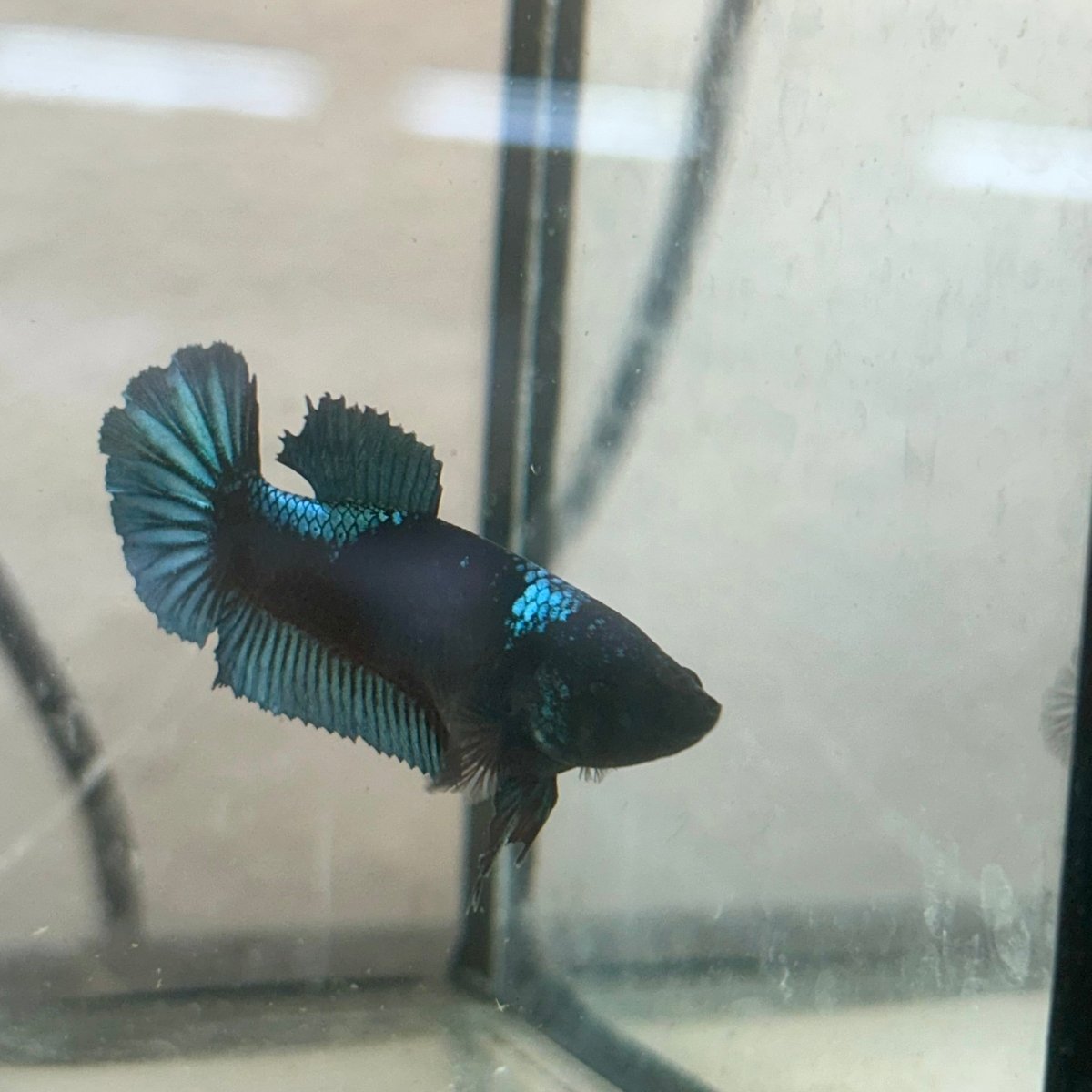 Female Betta Fish Black Light Plakat 052