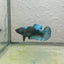 Female Betta Fish Black Light Plakat 052